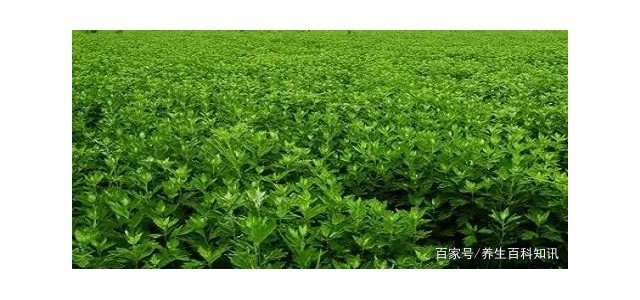華西攀威弘揚中醫(yī)藥文化，保護國民健康