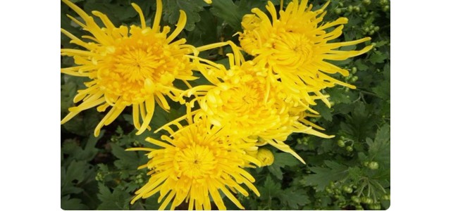 “中國(guó)菊花之鄉(xiāng)”，安陽(yáng)市林州市茶店鎮(zhèn)太行菊花